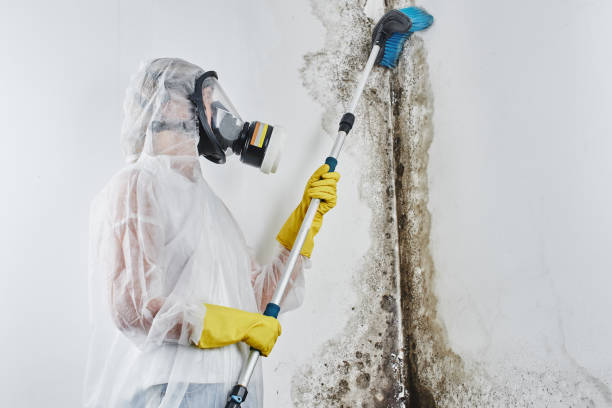 Best Mold Remediation for Specific Building Types in Athena, OR