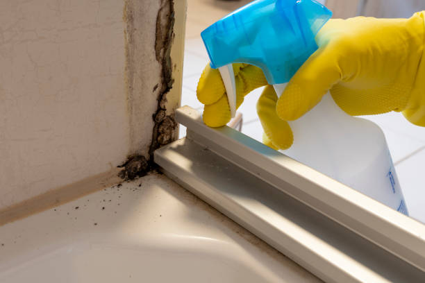 Best Residential Mold Remediation in Athena, OR
