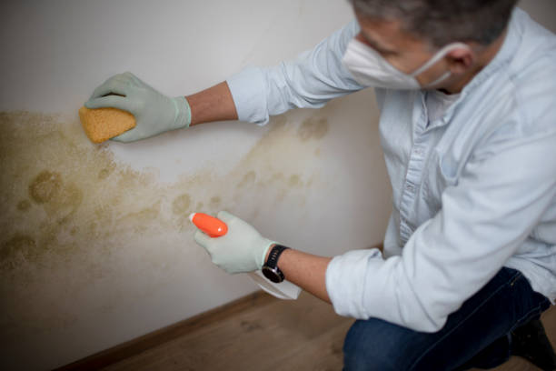 Best White Mold Remediation in Athena, OR