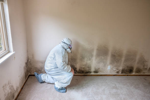 Professional Mold Remediation in Athena, OR