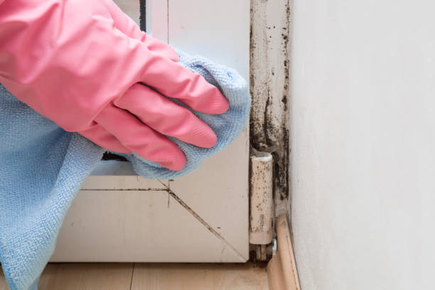Best HVAC Mold Remediation in Athena, OR